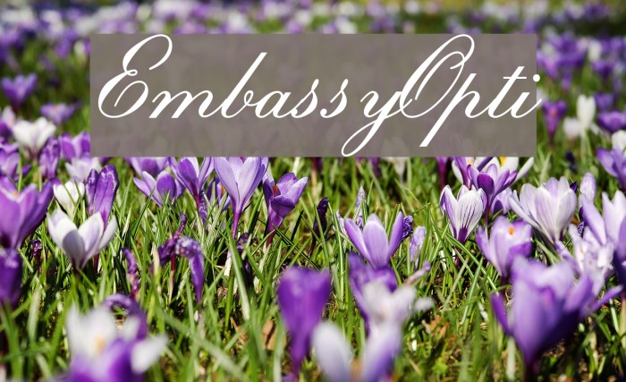 EmbassyOpti Font examples