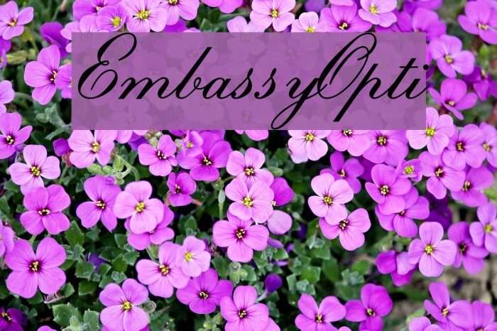 EmbassyOpti Font examples