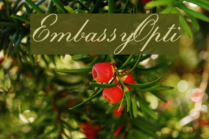 EmbassyOpti Font examples
