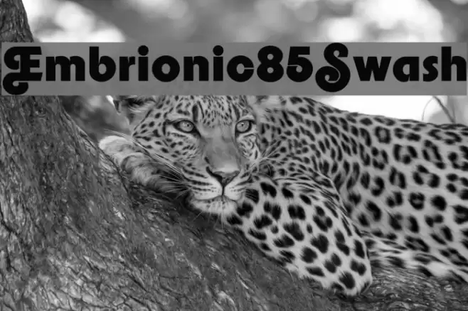 Embrionic85Swash Font examples