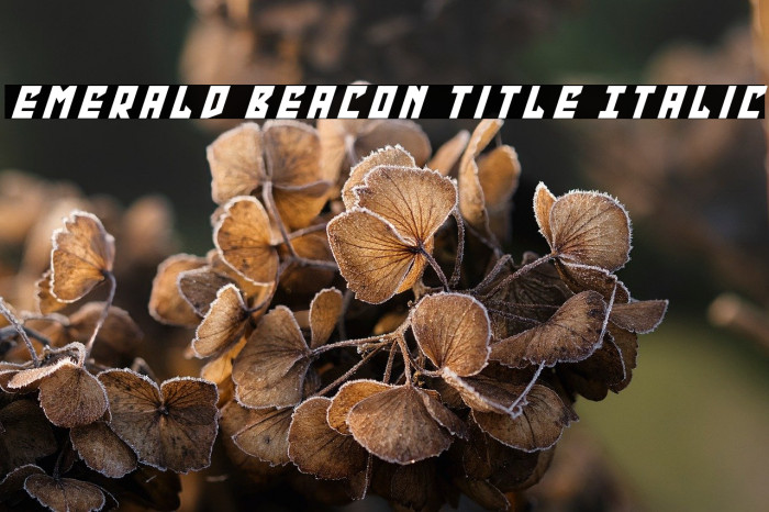 Emerald Beacon Title Italic Example 3