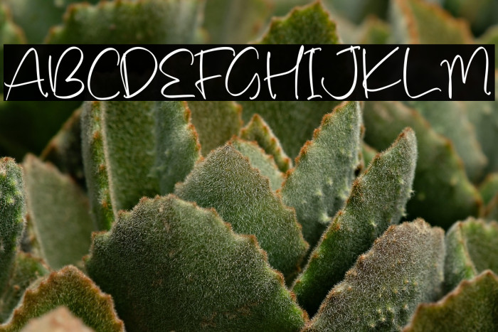 Emillea Mooneta Example 3