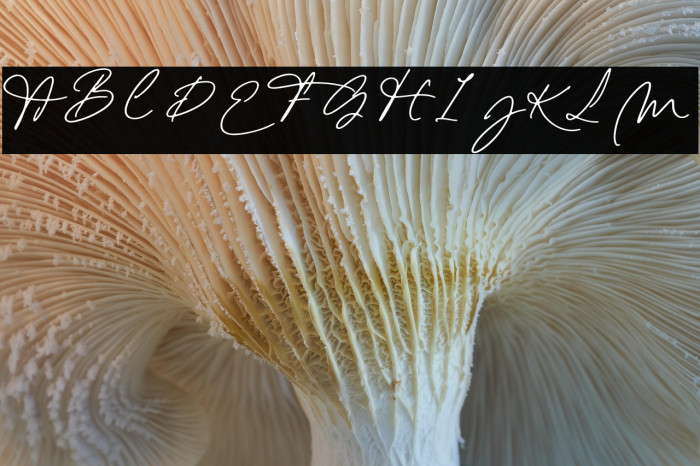 Emily Yorke Example 2