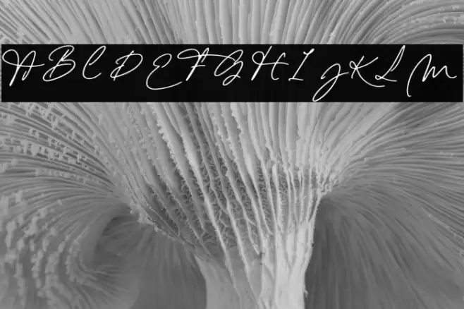 Emily Yorke 字体 examples