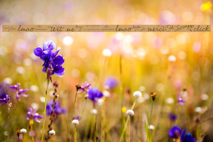 EmilyLimeWords Example 1