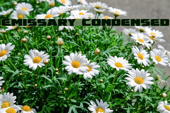 Emissary Condensed Example 2