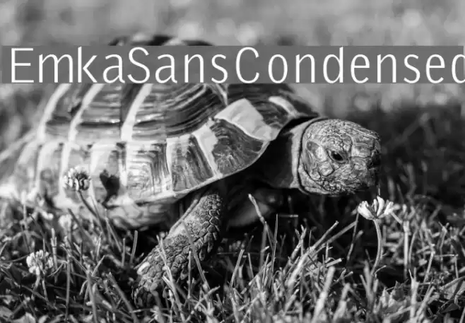 EmkaSansCondensed Font examples