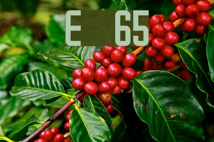 Emma 65 Font examples