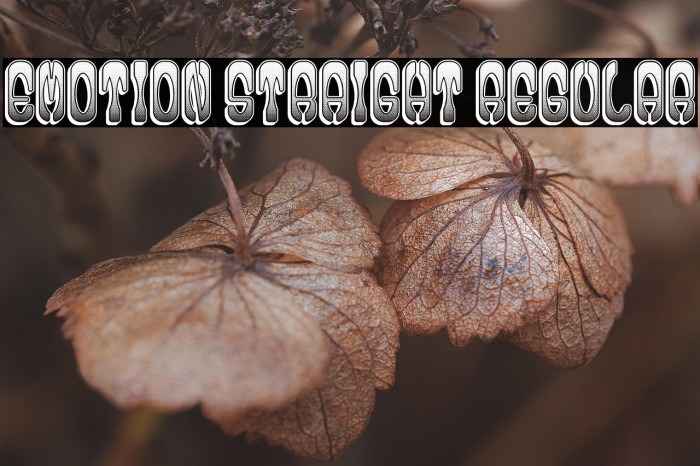 Emotion Straight Regular Example 3