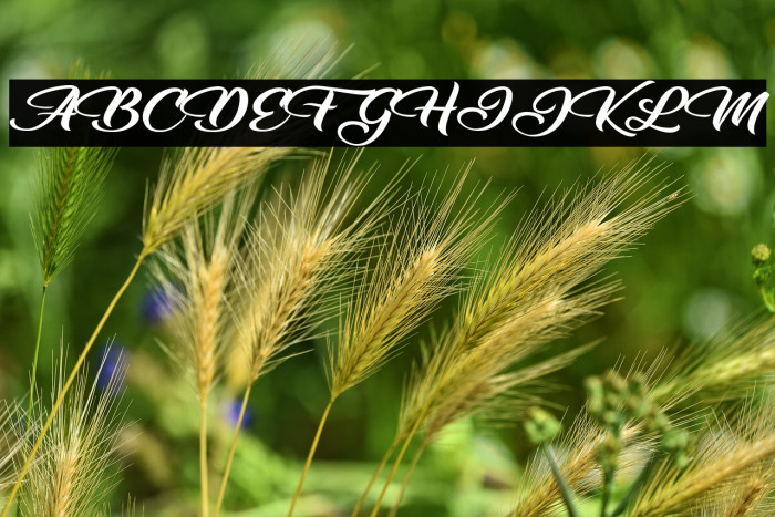 Emotional Rescue Example 2