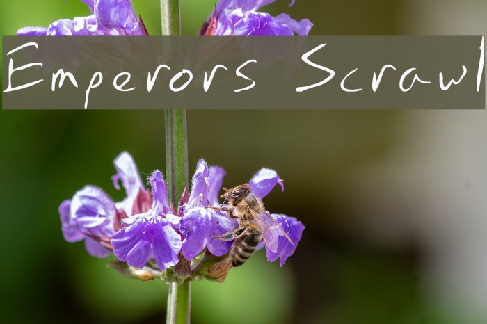 Emperors Scrawl Font examples