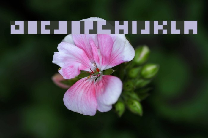 emp_pix Font examples