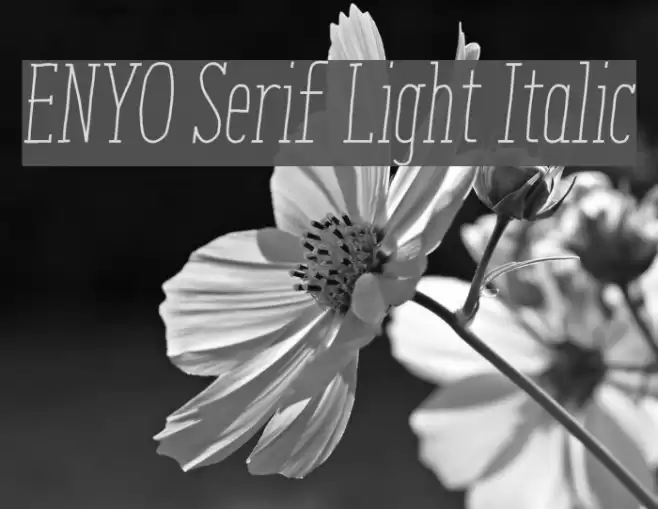 ENYO Serif Light Italic Font examples