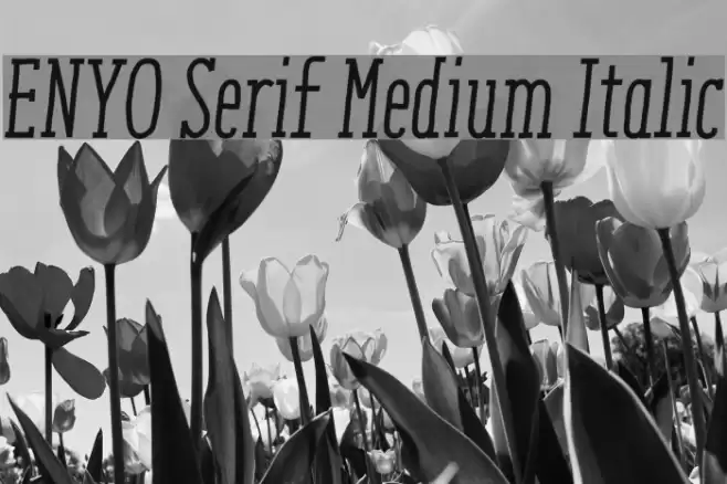 ENYO Serif Medium Italic Font examples