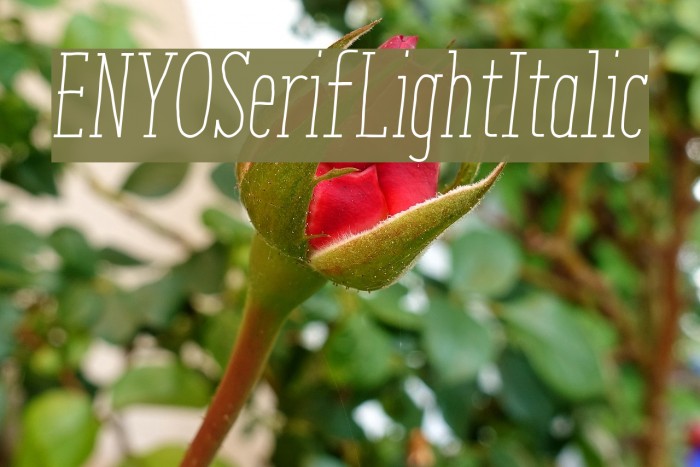 ENYOSerifLightItalic Font examples