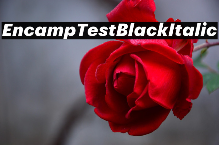 Encamp Test Black Italic Example 2