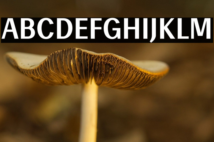 Enceladus-Bold Example 3