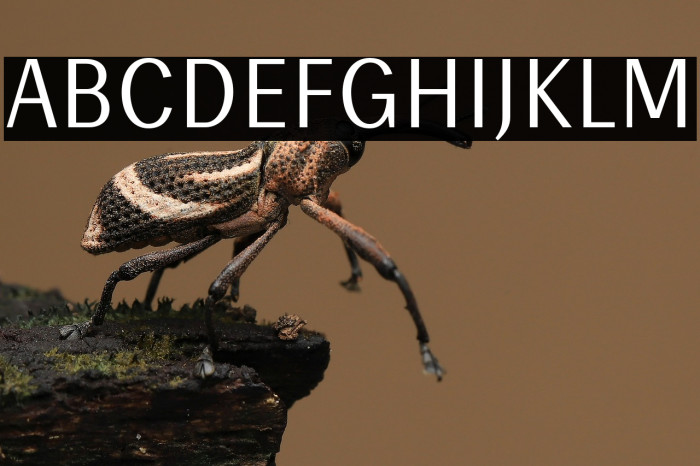 Enceladus-Regular Example 1