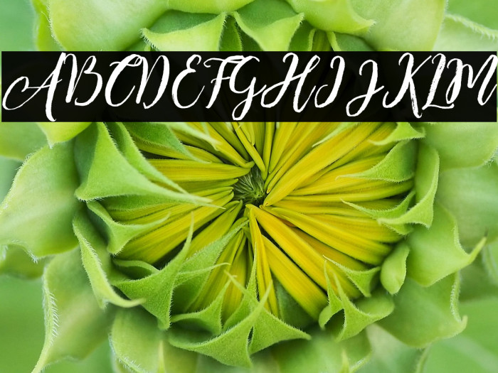 Enchanted Brush Example 2