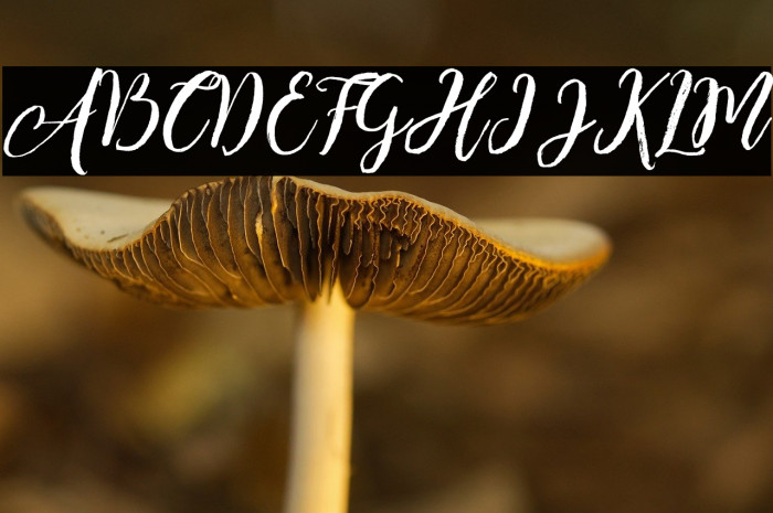 EnchantedBrush Example 2