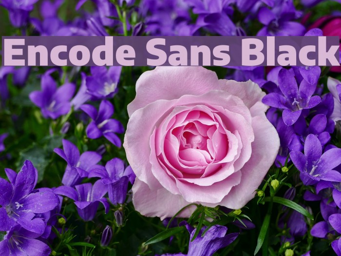 Encode Sans Black Font examples
