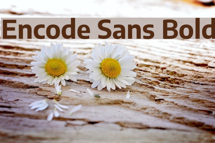 Encode Sans Bold Font examples