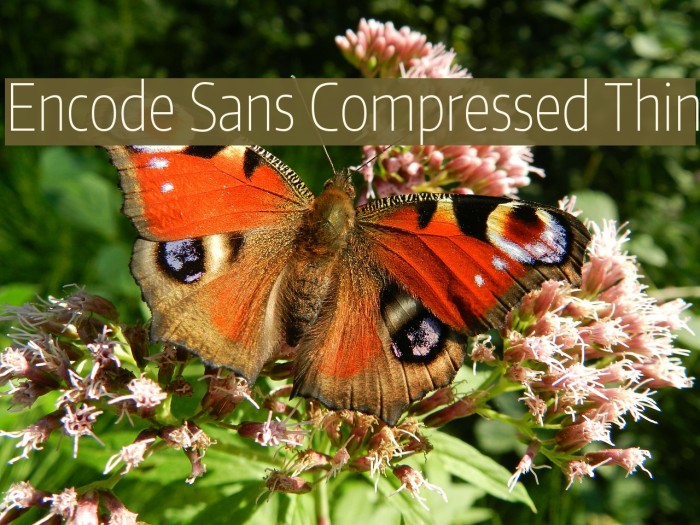 Encode Sans Compressed Thin Font examples