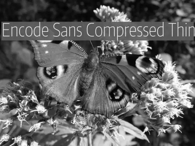 Encode Sans Compressed Thin Example 2