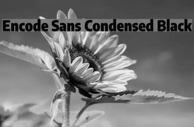 Encode Sans Condensed Black Fonte examples