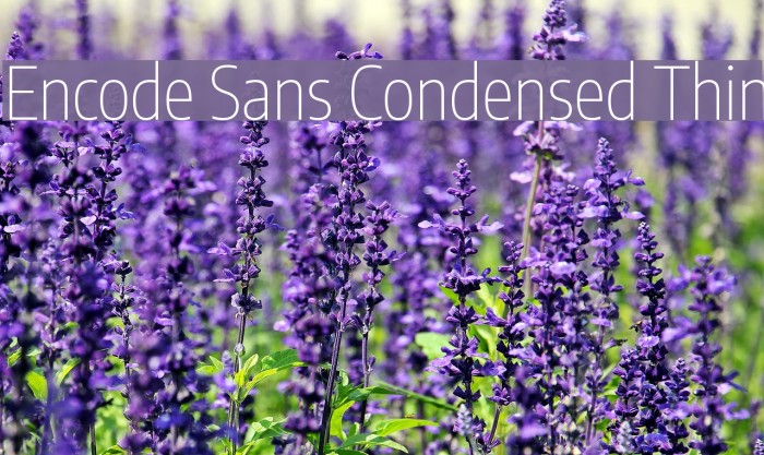 Encode Sans Condensed Thin Font examples