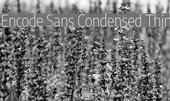 Encode Sans Condensed Thin Example 1