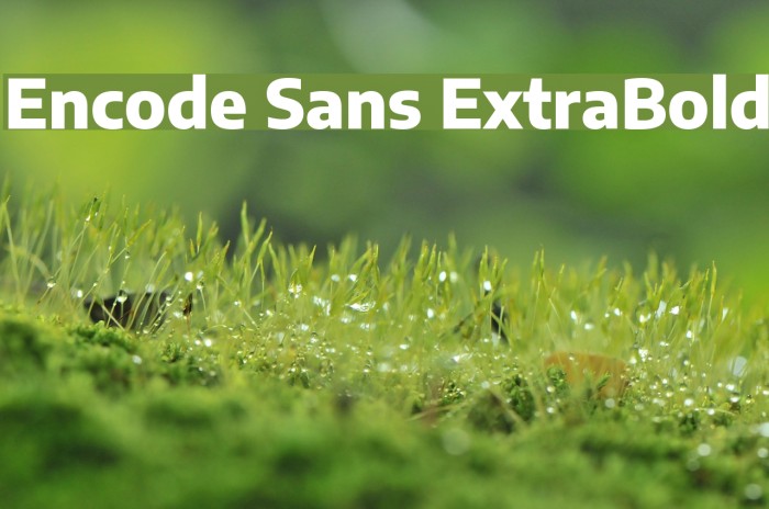 Encode Sans ExtraBold Font examples