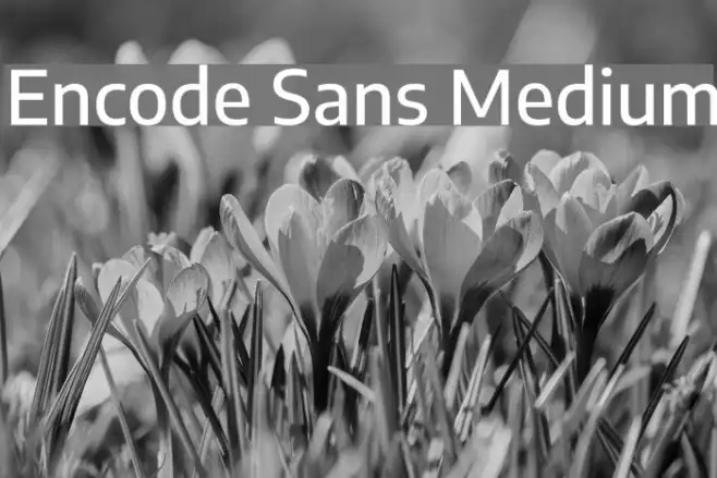 Encode Sans Medium Example 1