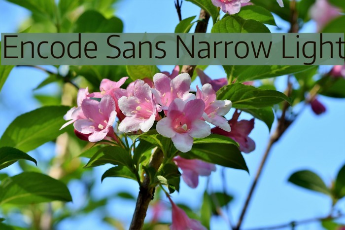 Encode Sans Narrow Light Font examples