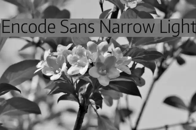 Encode Sans Narrow Light  examples