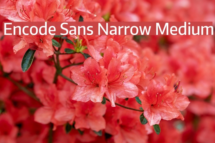 Encode Sans Narrow Medium Font examples