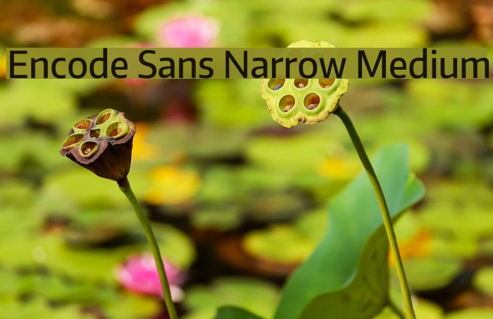 Encode Sans Narrow Medium Font examples