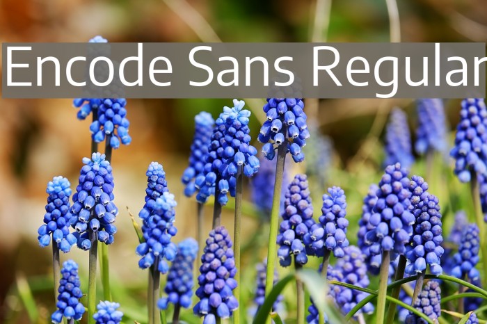 Encode Sans Regular Font examples