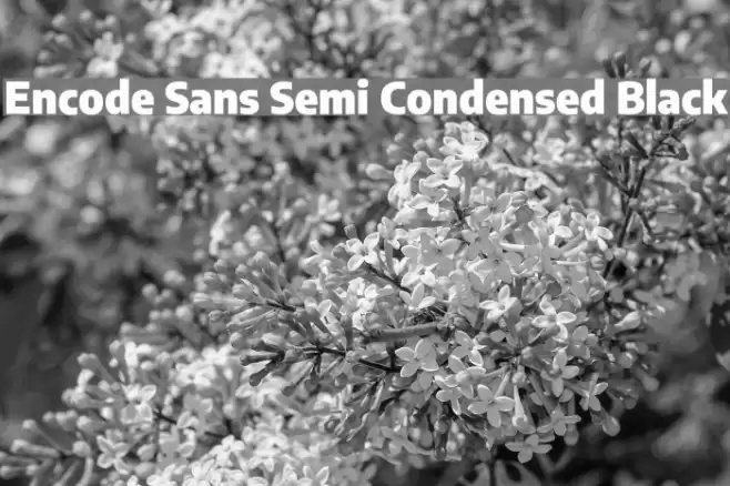 Encode Sans Semi Condensed Black Font examples