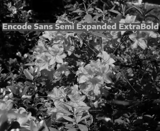 Encode Sans Semi Expanded ExtraBold Font examples