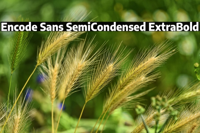 Encode Sans SemiCondensed ExtraBold Example 2