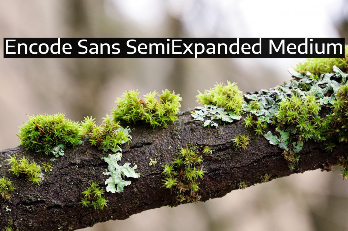 Encode Sans SemiExpanded Medium Example 2