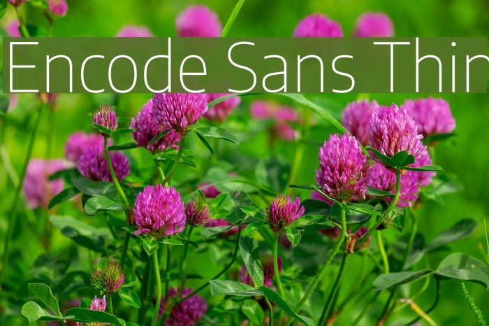 Encode Sans Thin Font examples