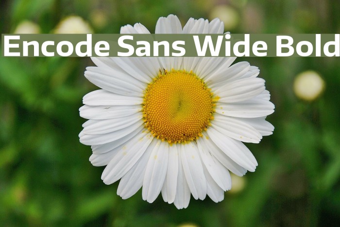 Encode Sans Wide Bold Font examples