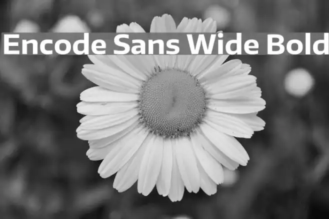 Encode Sans Wide Bold Example 2