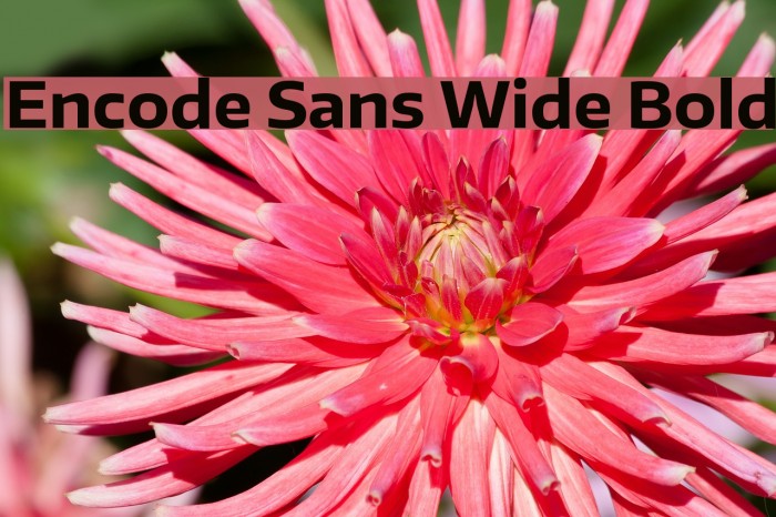 Encode Sans Wide Bold Font examples