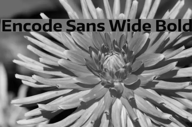 Encode Sans Wide Bold Example 3