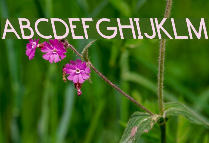 Endangered Fonte examples