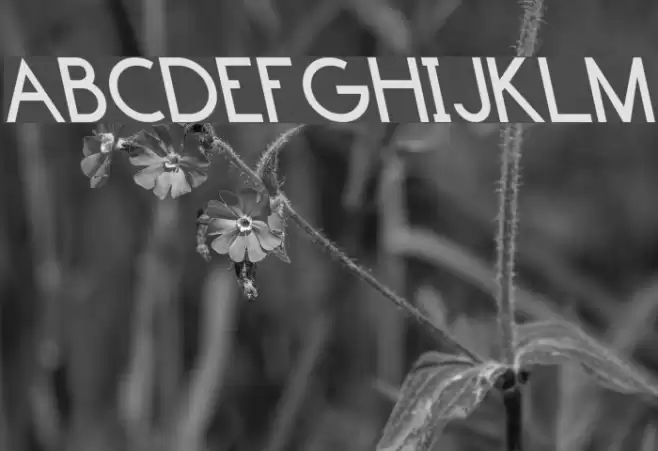 Endangered Font examples