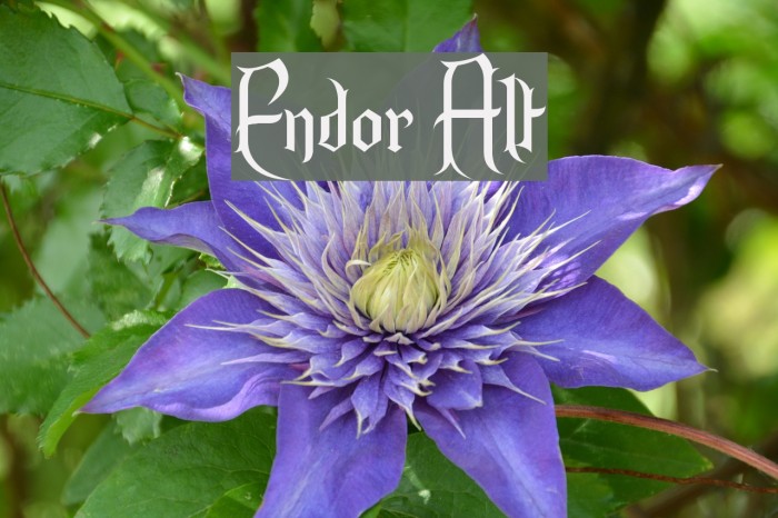 Endor Alt Шрифта examples